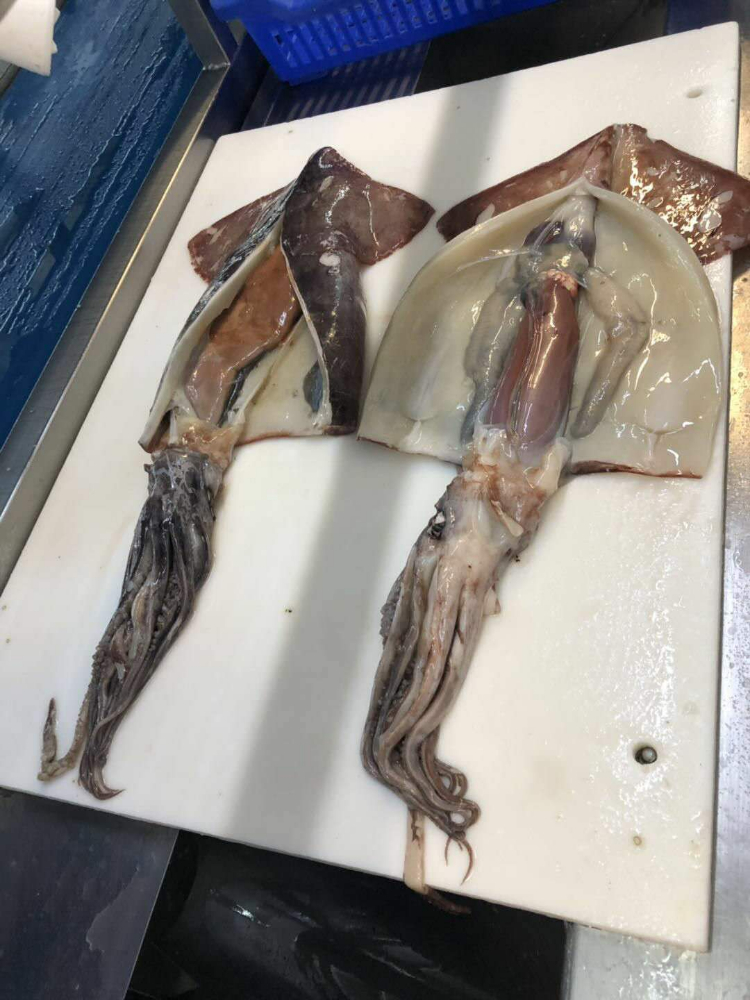 冷凍魷魚(yú)原條 FROZEN WHOLE GIANT SQUID
